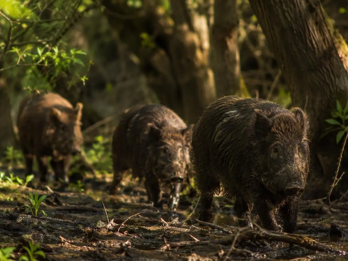 Feral hogs in the creek bottom Feral hogs in the creek bottom