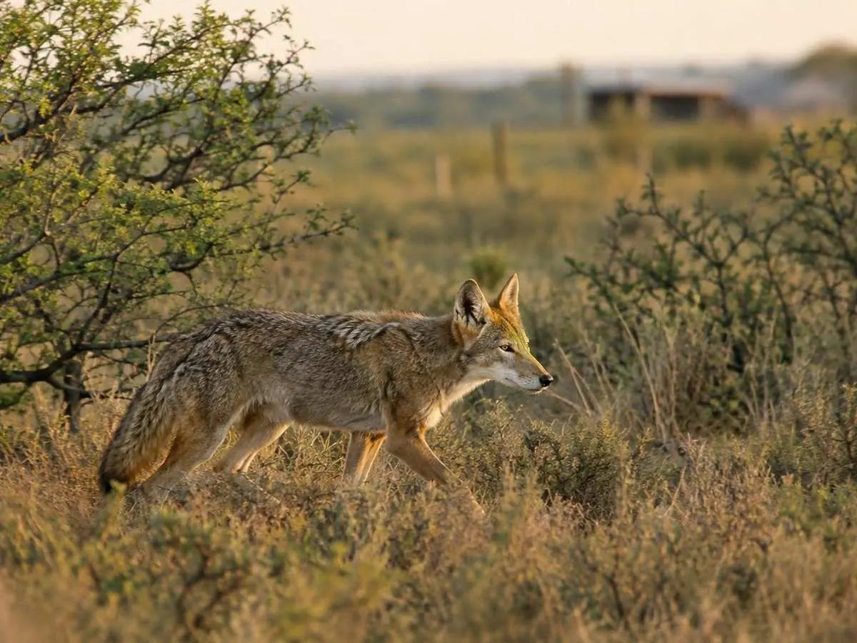 Coyote crossing the brush country Coyote crossing the brush country