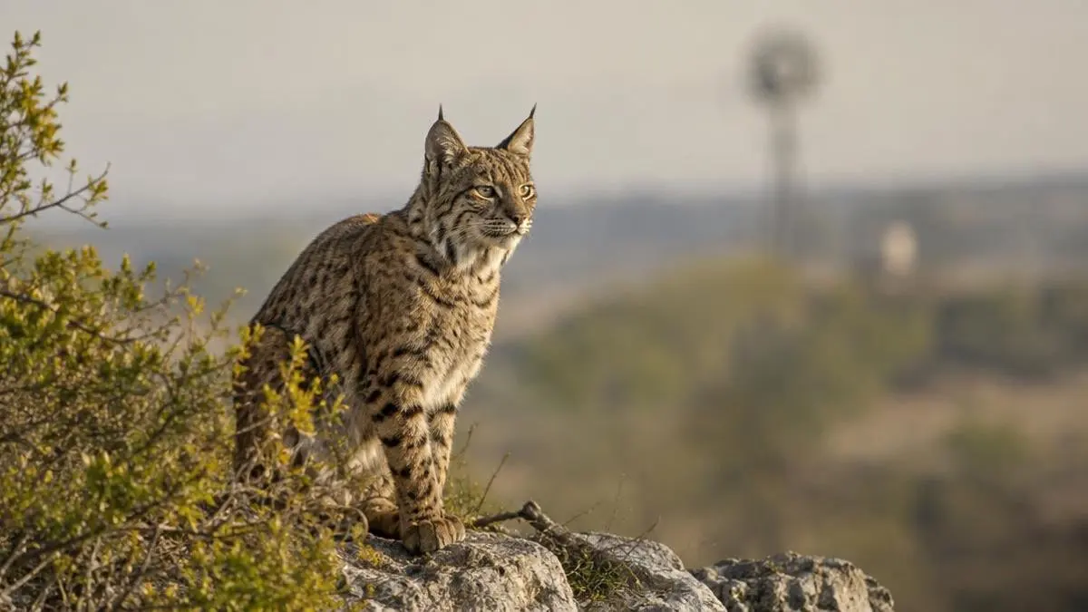 Understanding Bobcat Habitats and Behavior Understanding Bobcat Habitats and Behavior