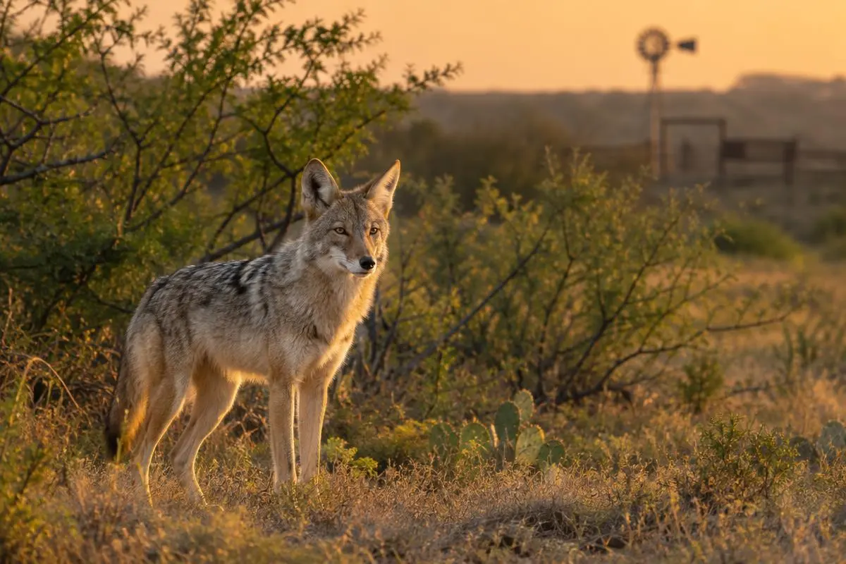 Coyote & Predator Hunts