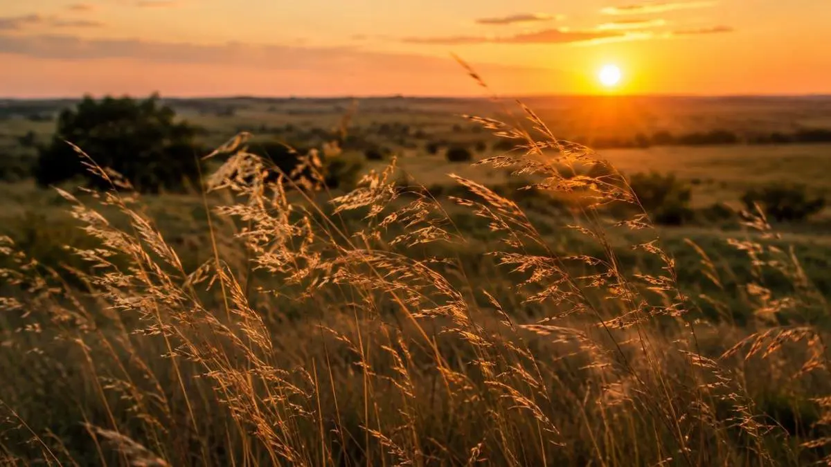 Reading Wind and Thermals on a Texas Hunt