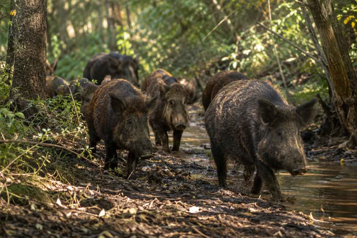 Wild Hog Hunts