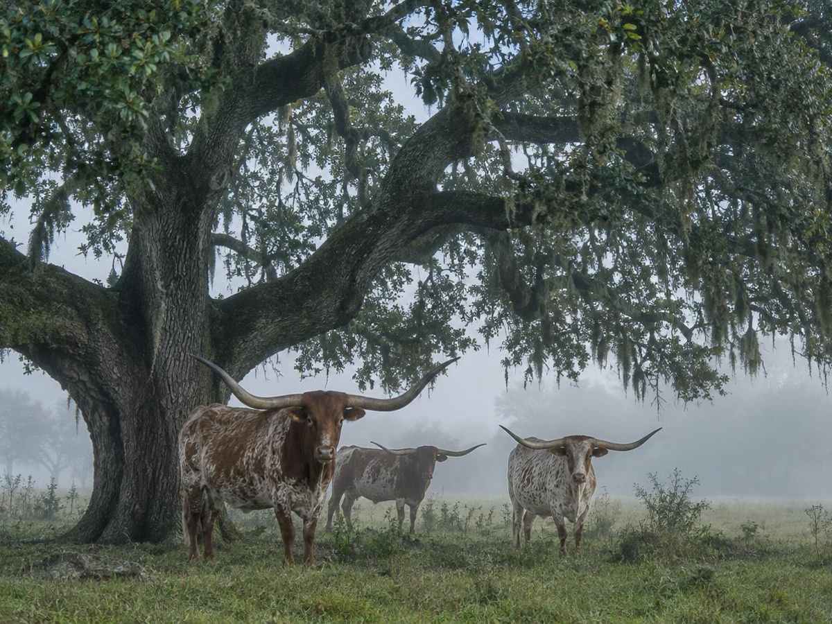 Longhorns under the live oak Longhorns under the live oak