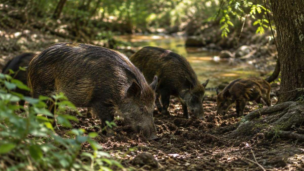 A Guide to Texas Wild Hog Habitats