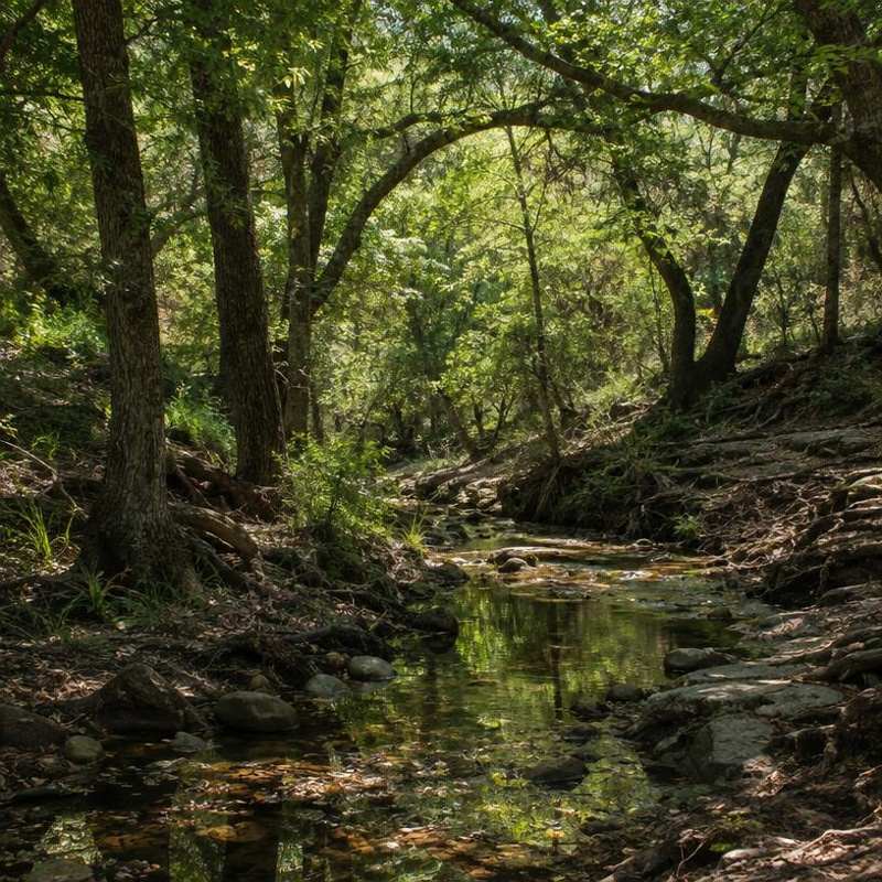 Texas creek bottom woodland